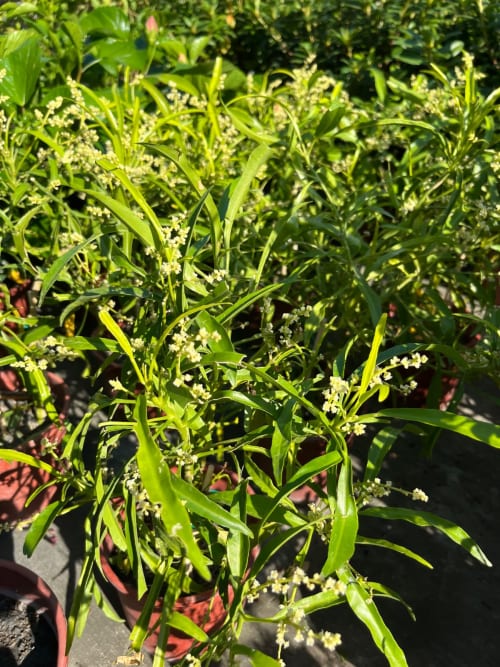 印尼驅蚊樹 頂上花藝