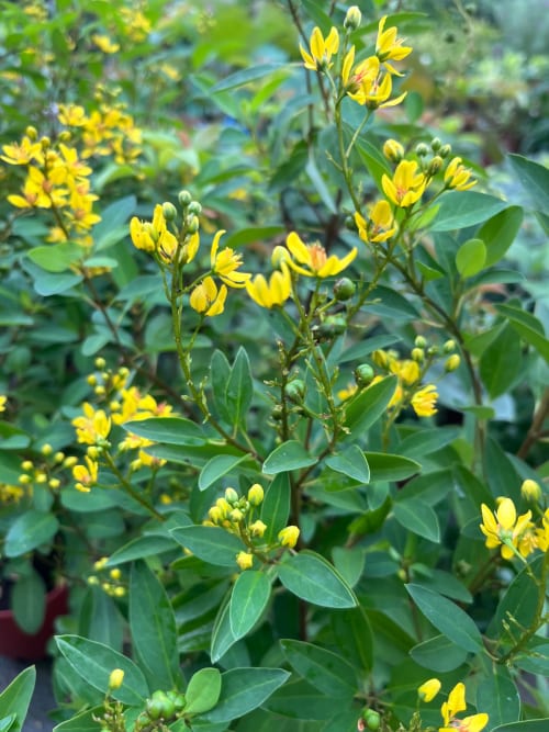 金英花 頂上花藝