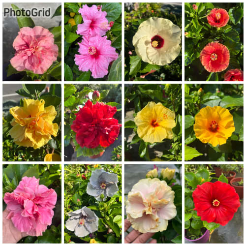 各色扶桑花  頂上花藝