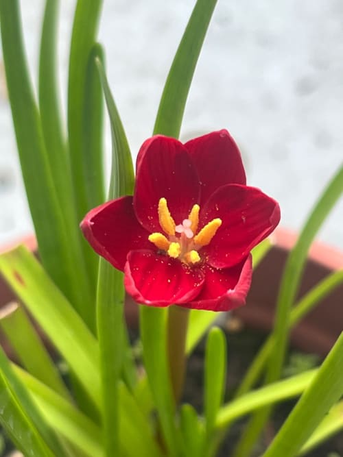 唯妙唯肖 頂上花藝