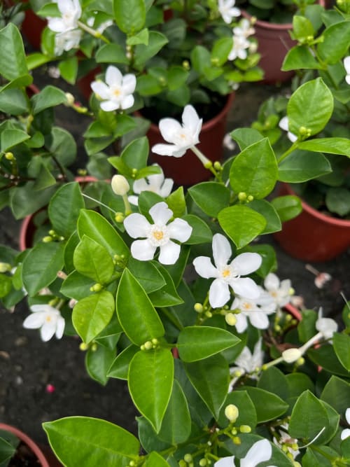 白絹梅 頂上花藝