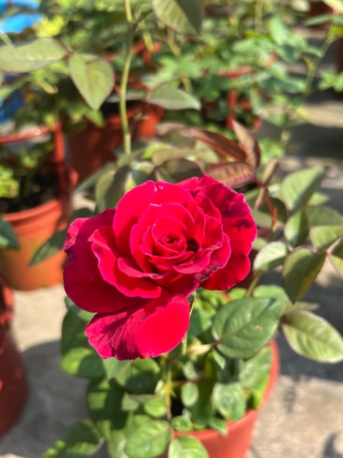 蜜妮玫瑰 頂上花藝