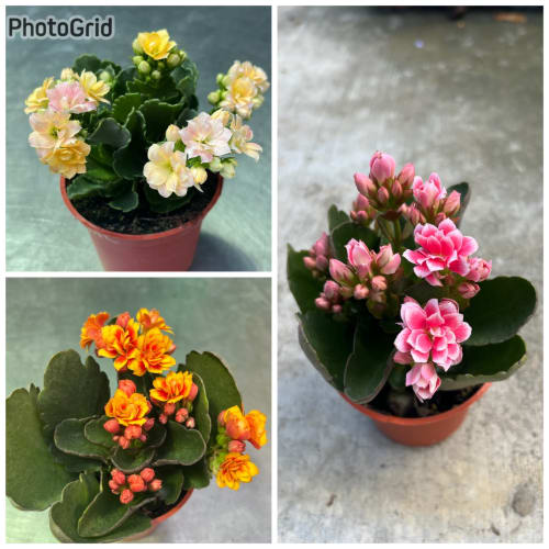 特殊長壽花 頂上花藝
