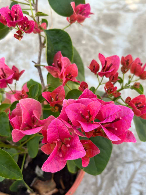 西瓜 頂上花藝