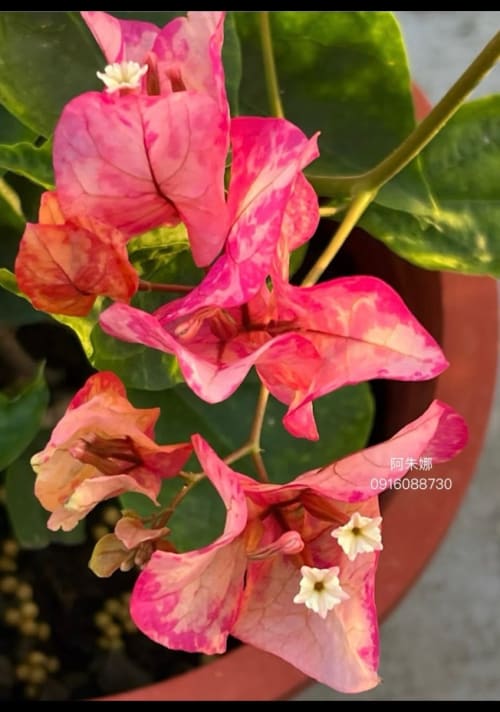 阿朱娜 頂上花藝