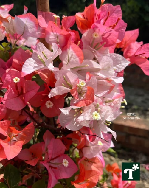 橙口紅 頂上花藝