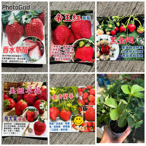 草莓苗 頂上花藝