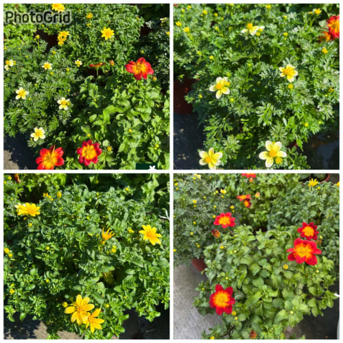 小蜜蜂 頂上花藝