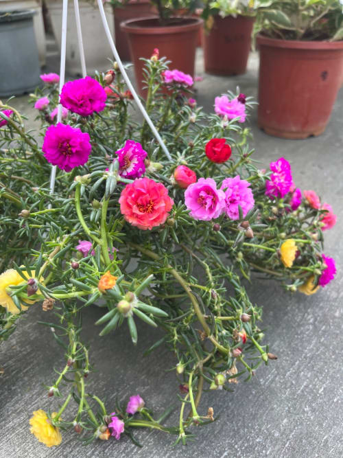 重瓣馬齒牡丹 頂上花藝