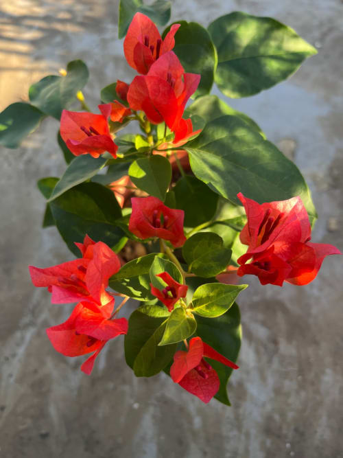 暗斑橙 頂上花藝