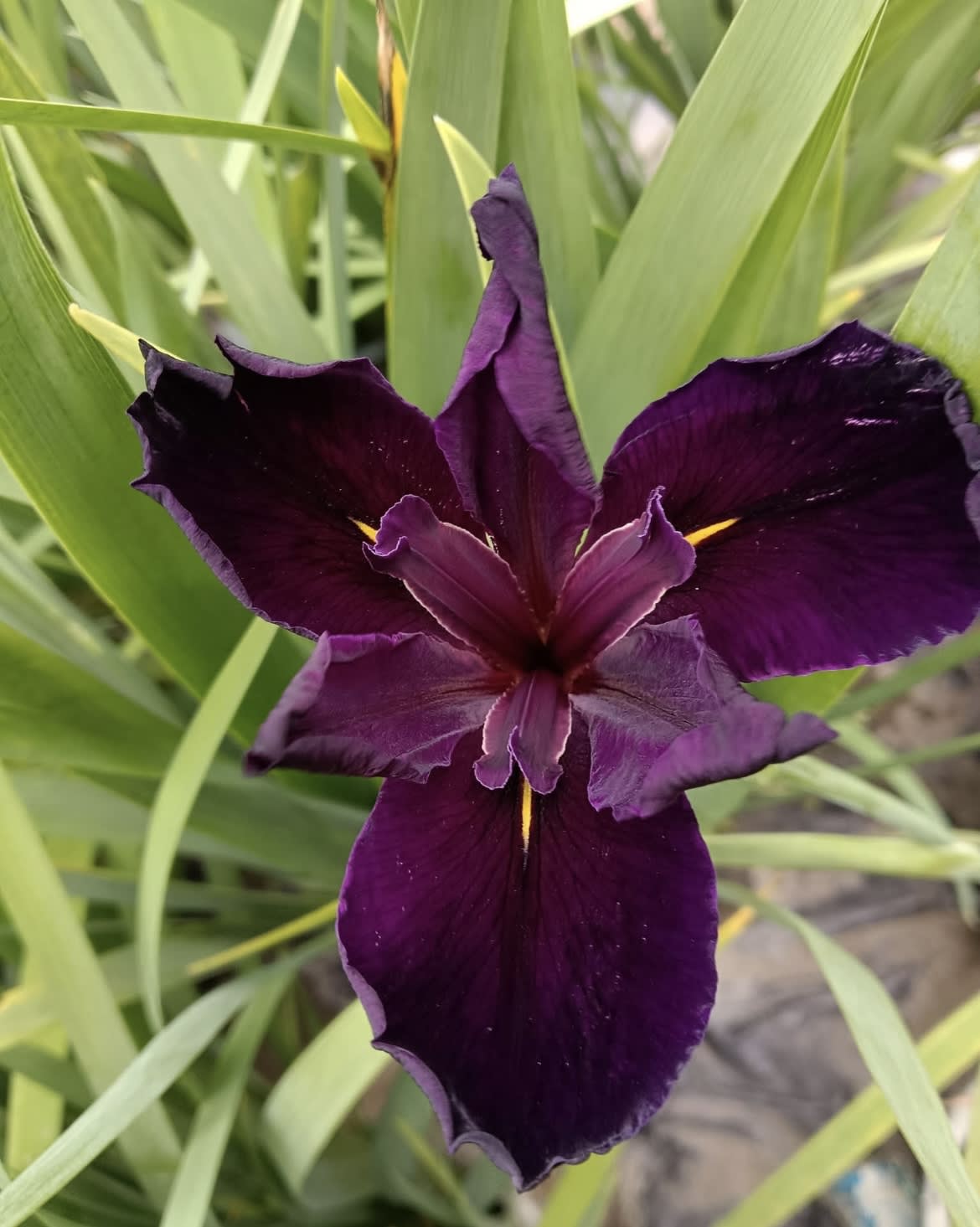 黑天鵝 頂上花藝