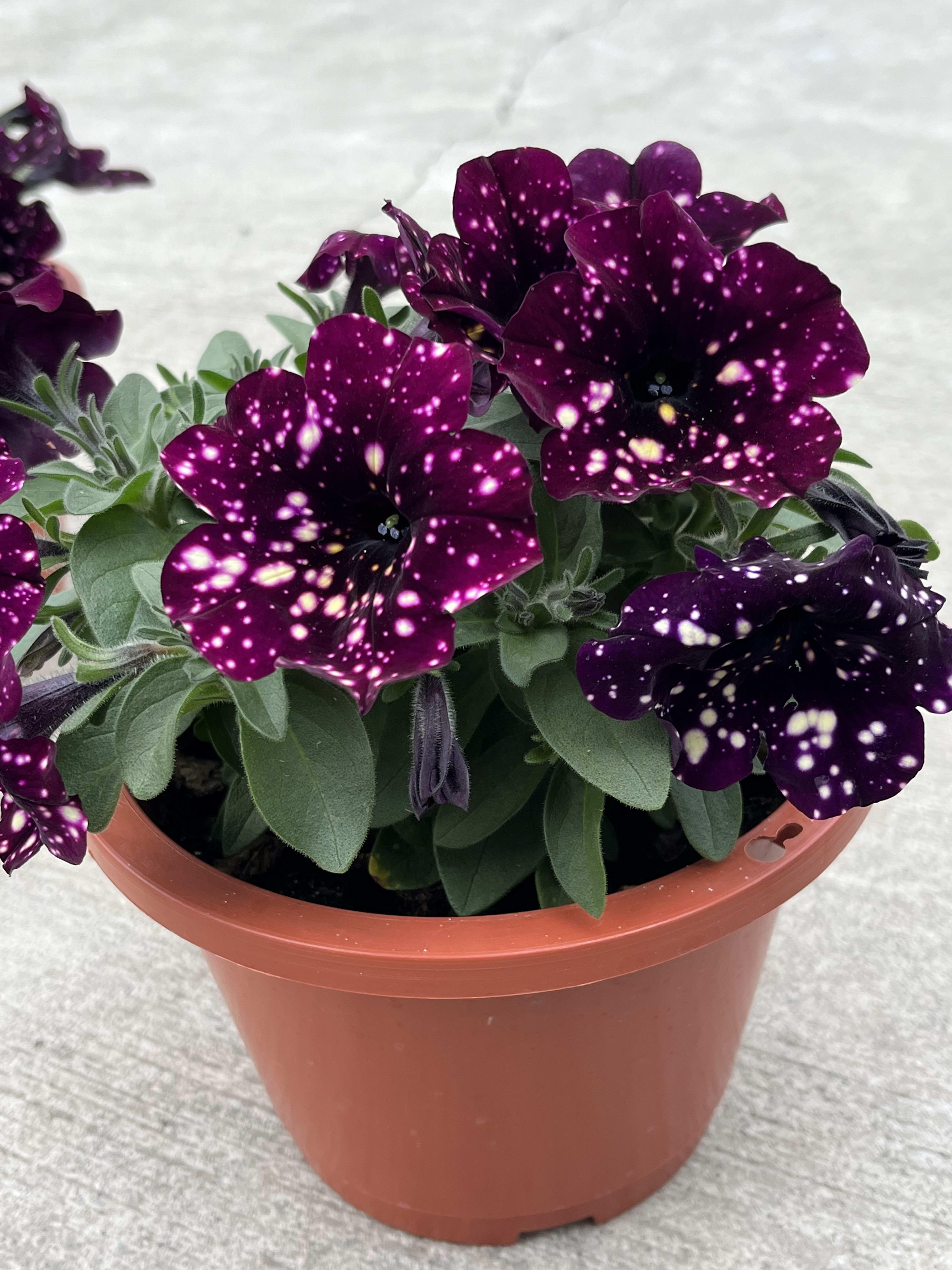 星空矮牽牛 6吋盆