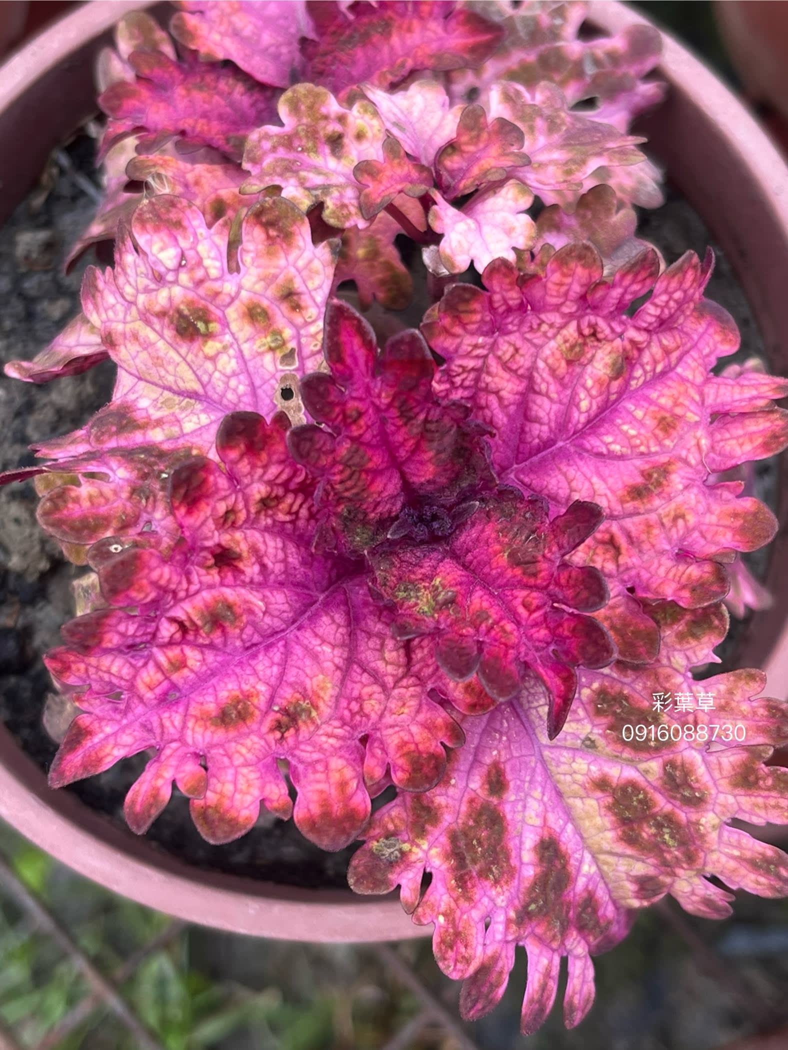 彩葉草編號28 頂上花藝