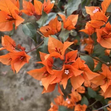 辣椒橙 頂上花藝