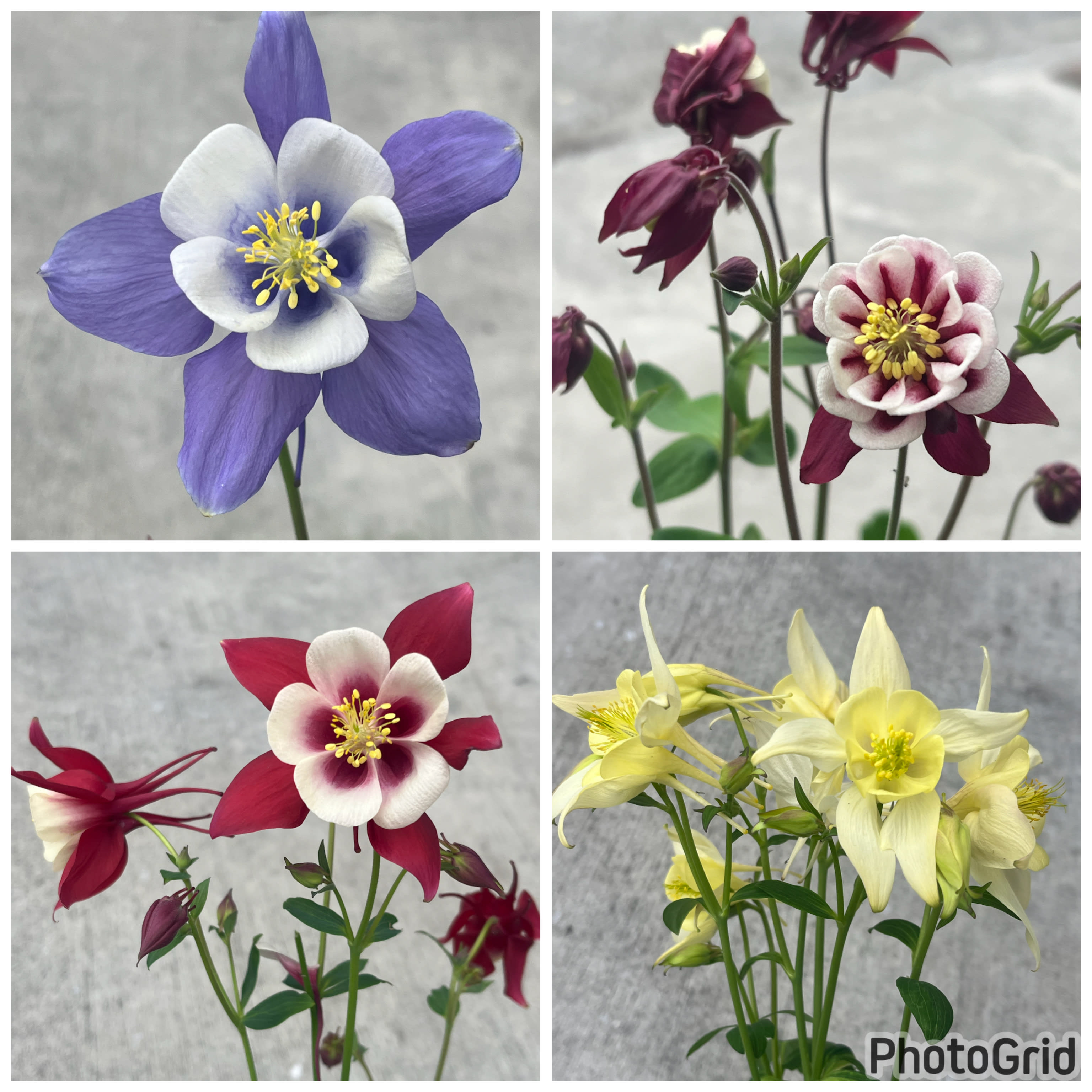 夢幻花 頂上花藝