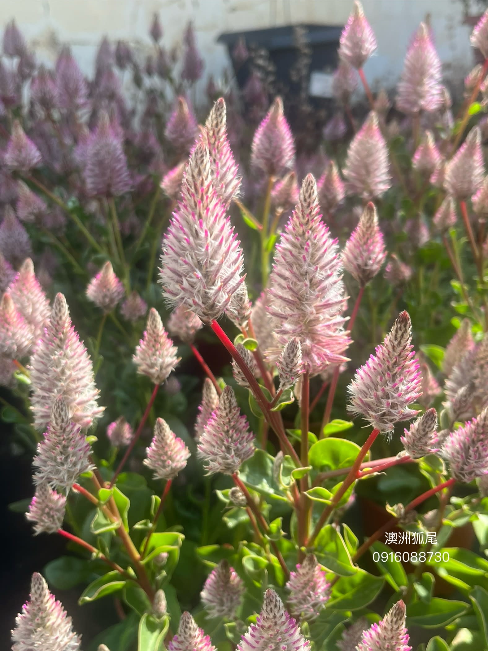 澳洲狐尾 頂上花藝