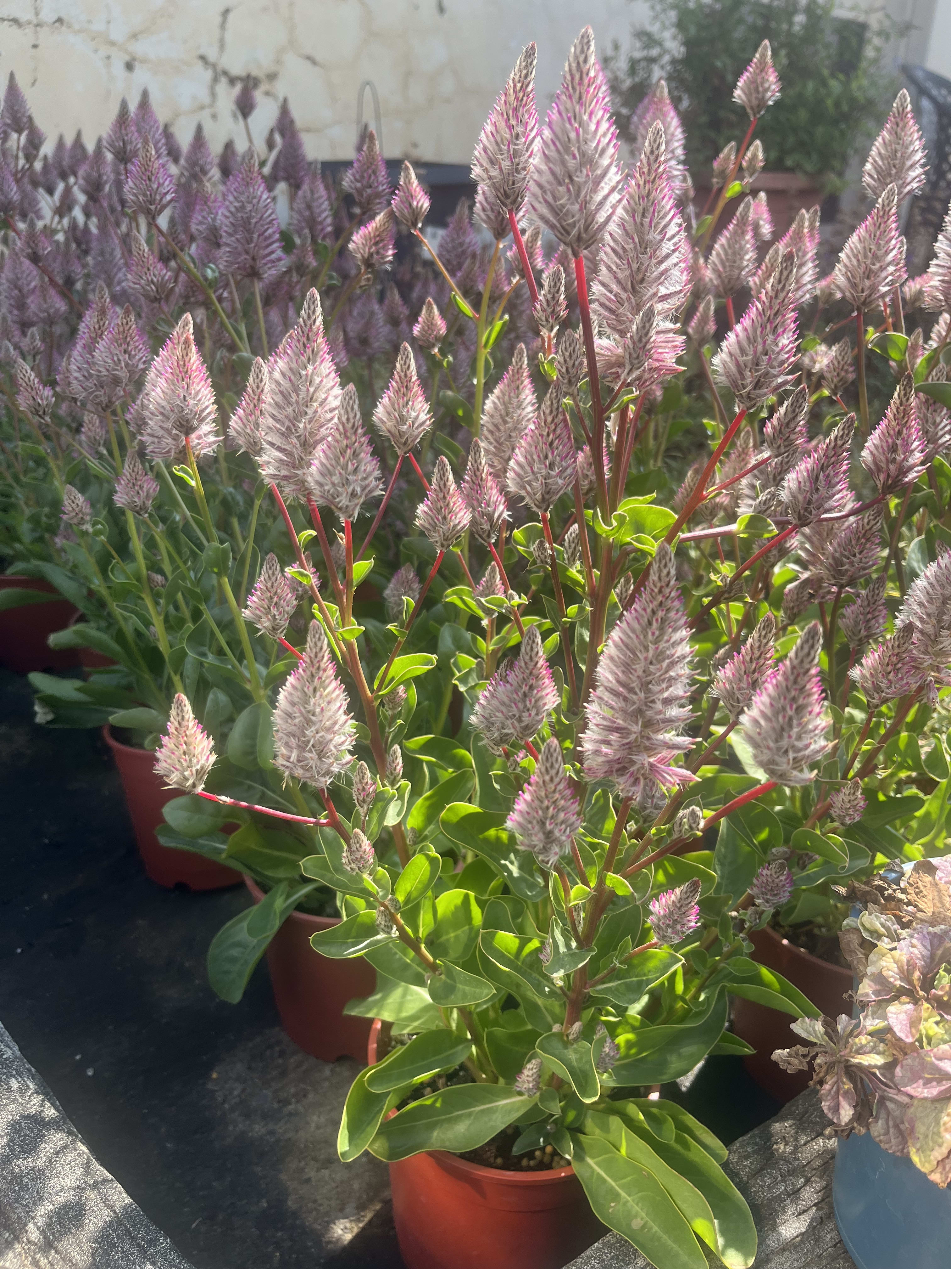 澳洲狐尾 5吋盆