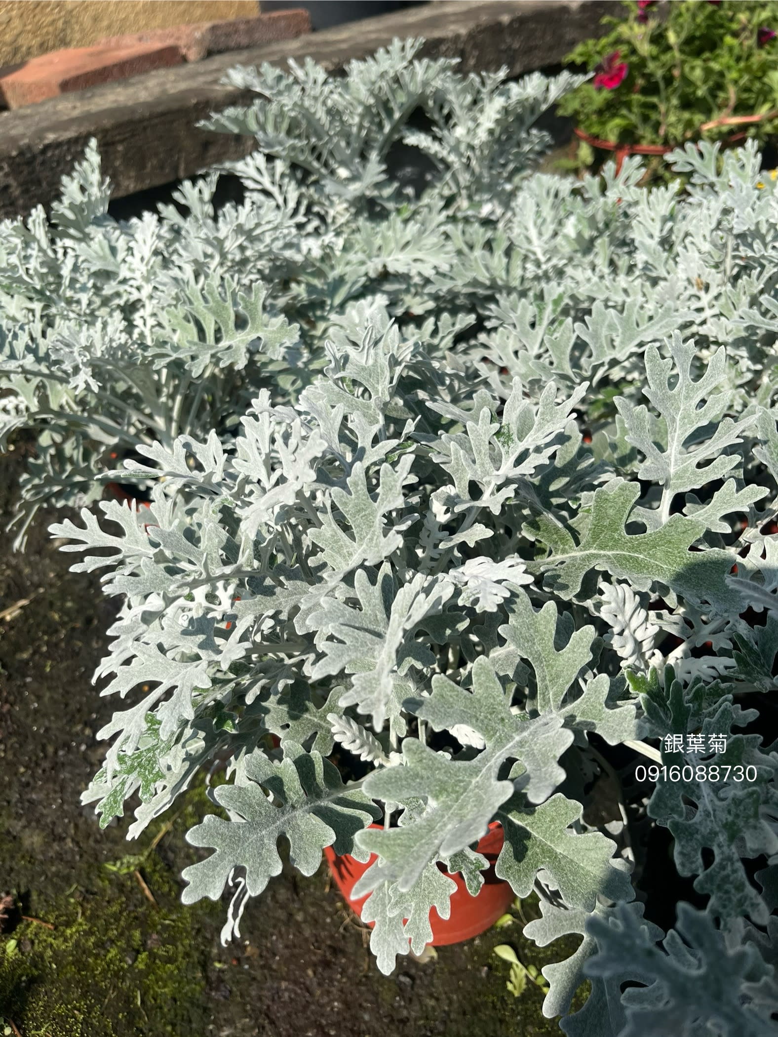 銀葉菊 頂上花藝