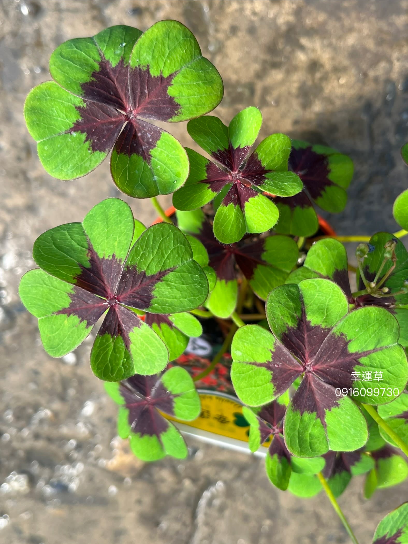 幸運草 頂上花藝