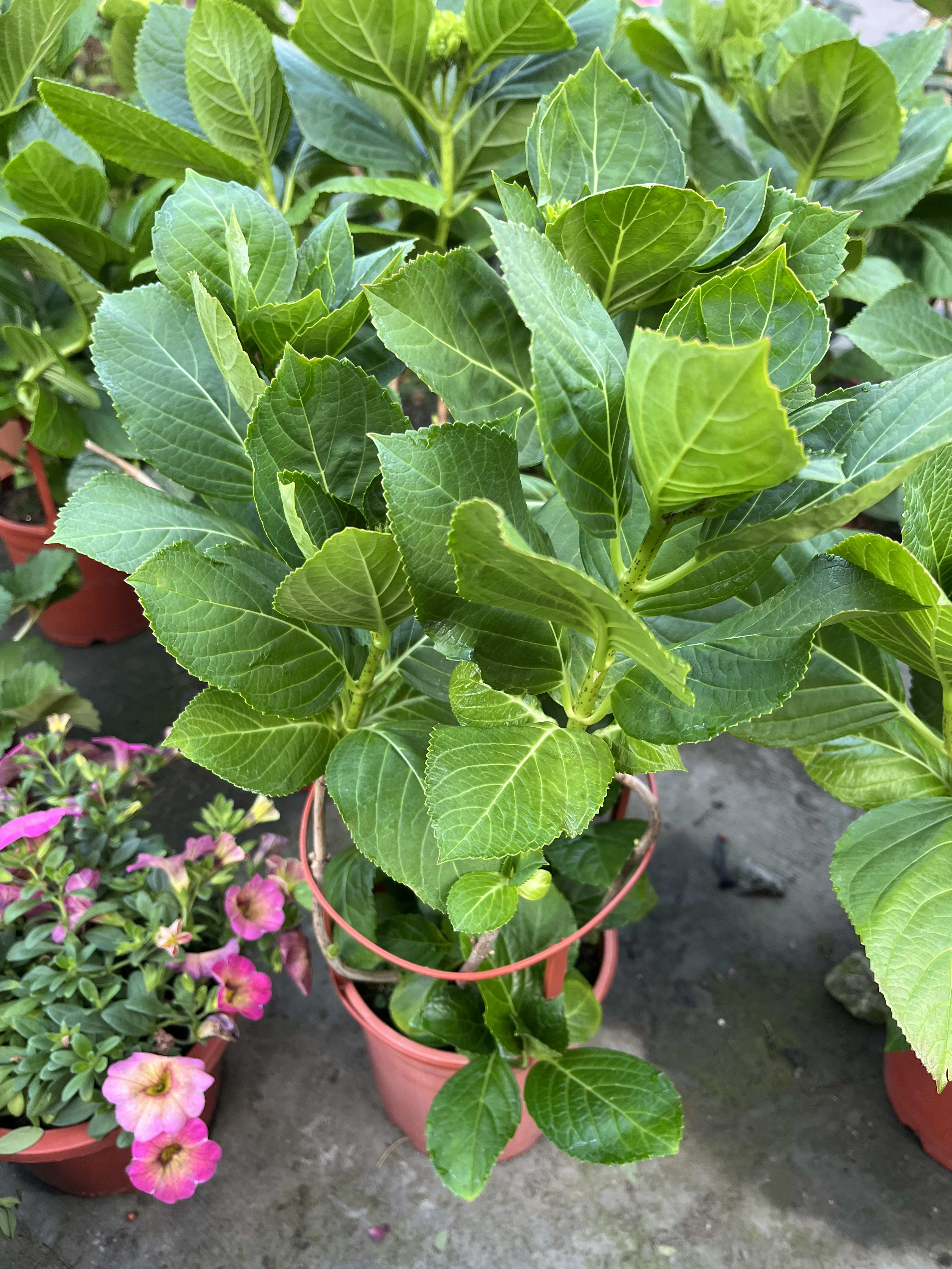 繡球花（粉紅） 單盆