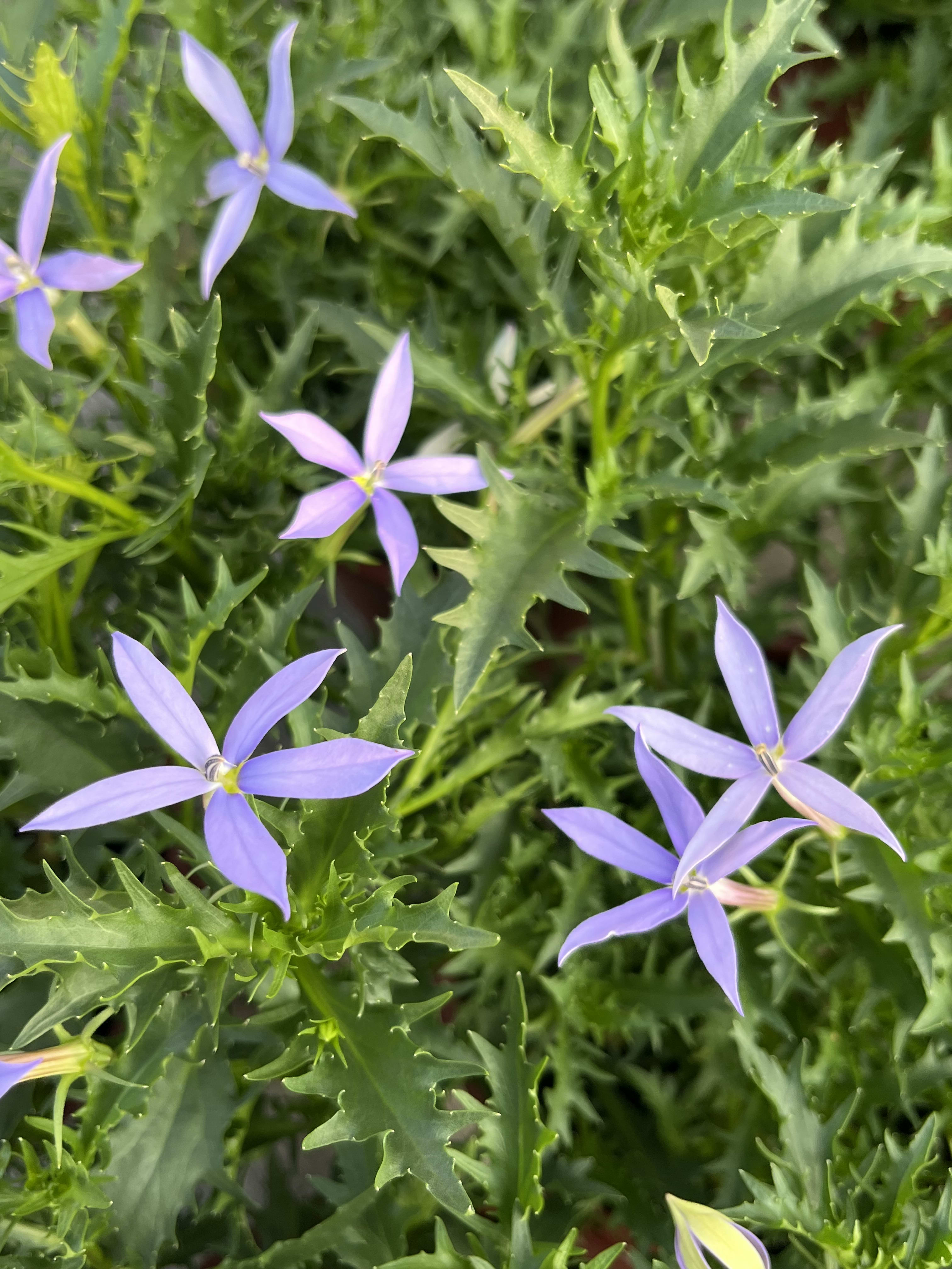 流星花 頂上花藝