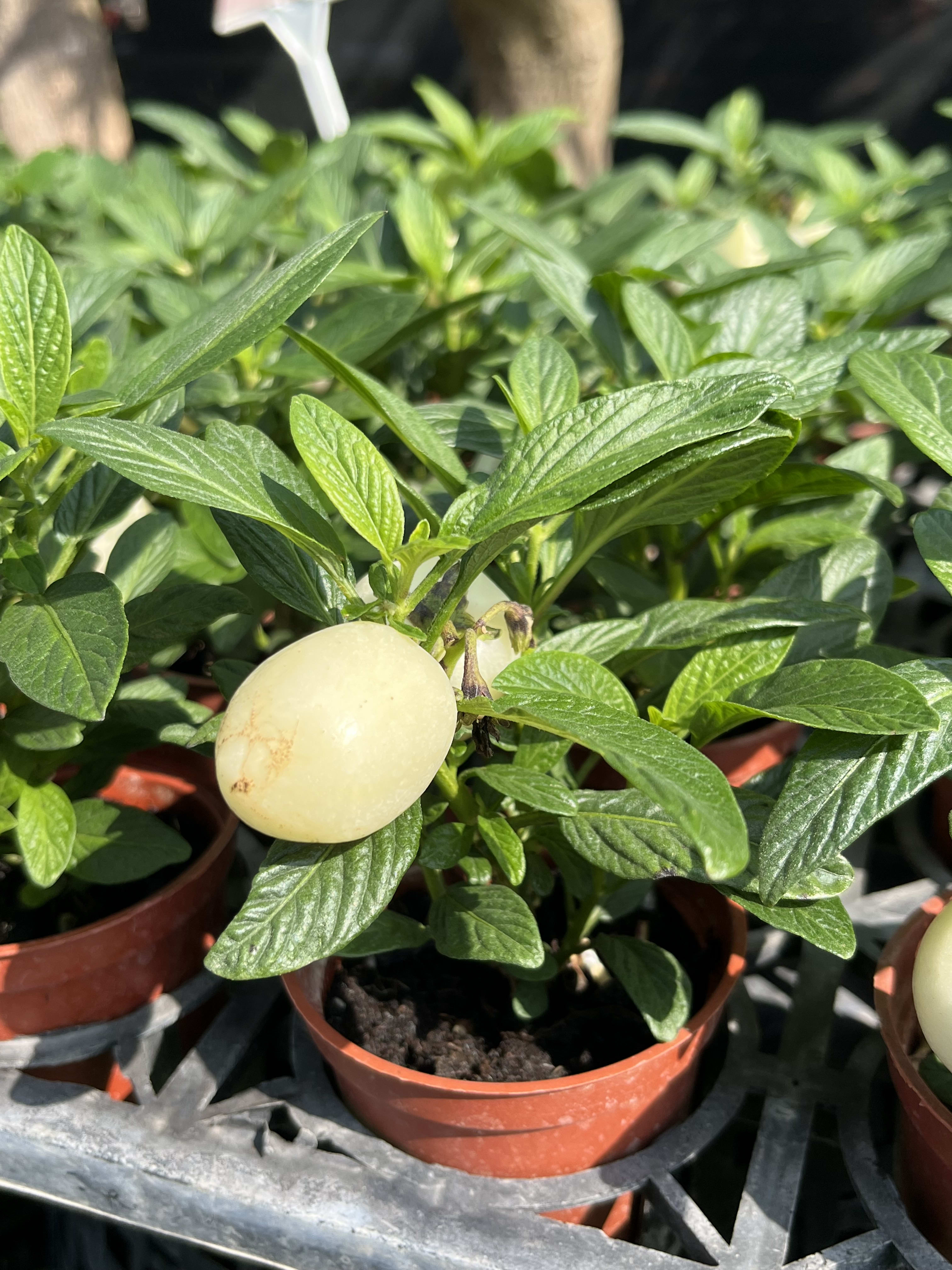 香瓜梨小品盆栽 頂上花藝