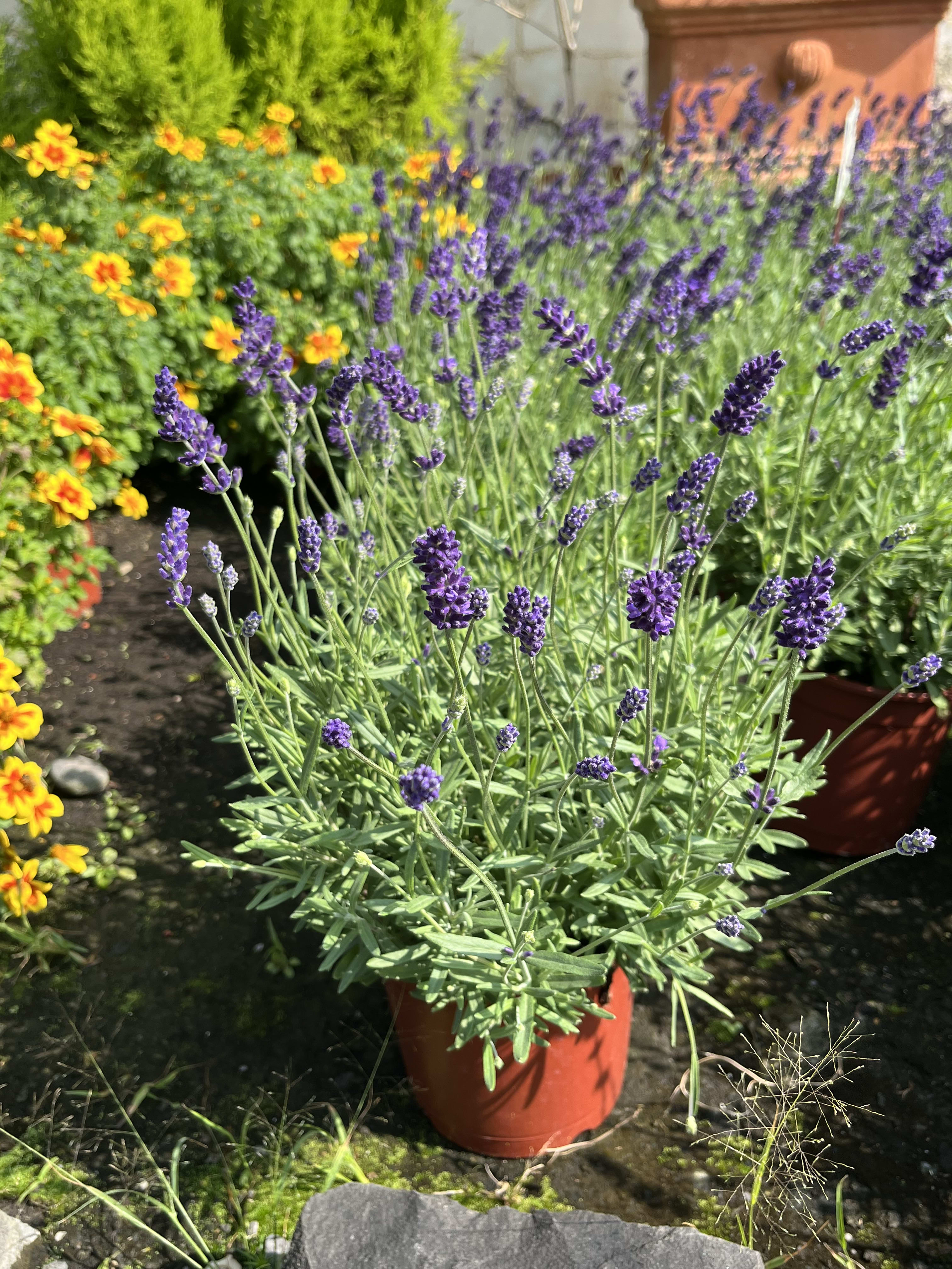 英國薰衣草 頂上花藝