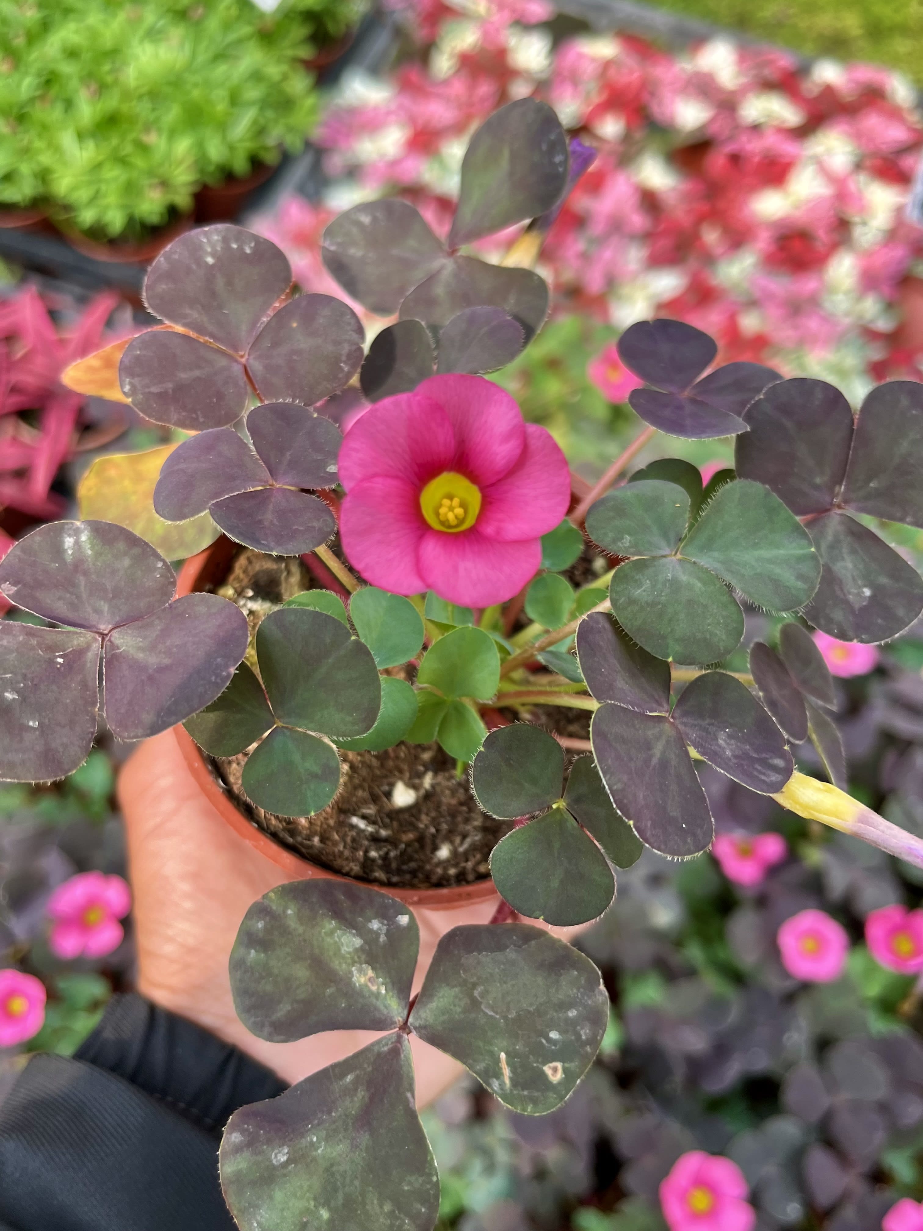 桃紅榨漿草 3吋盆