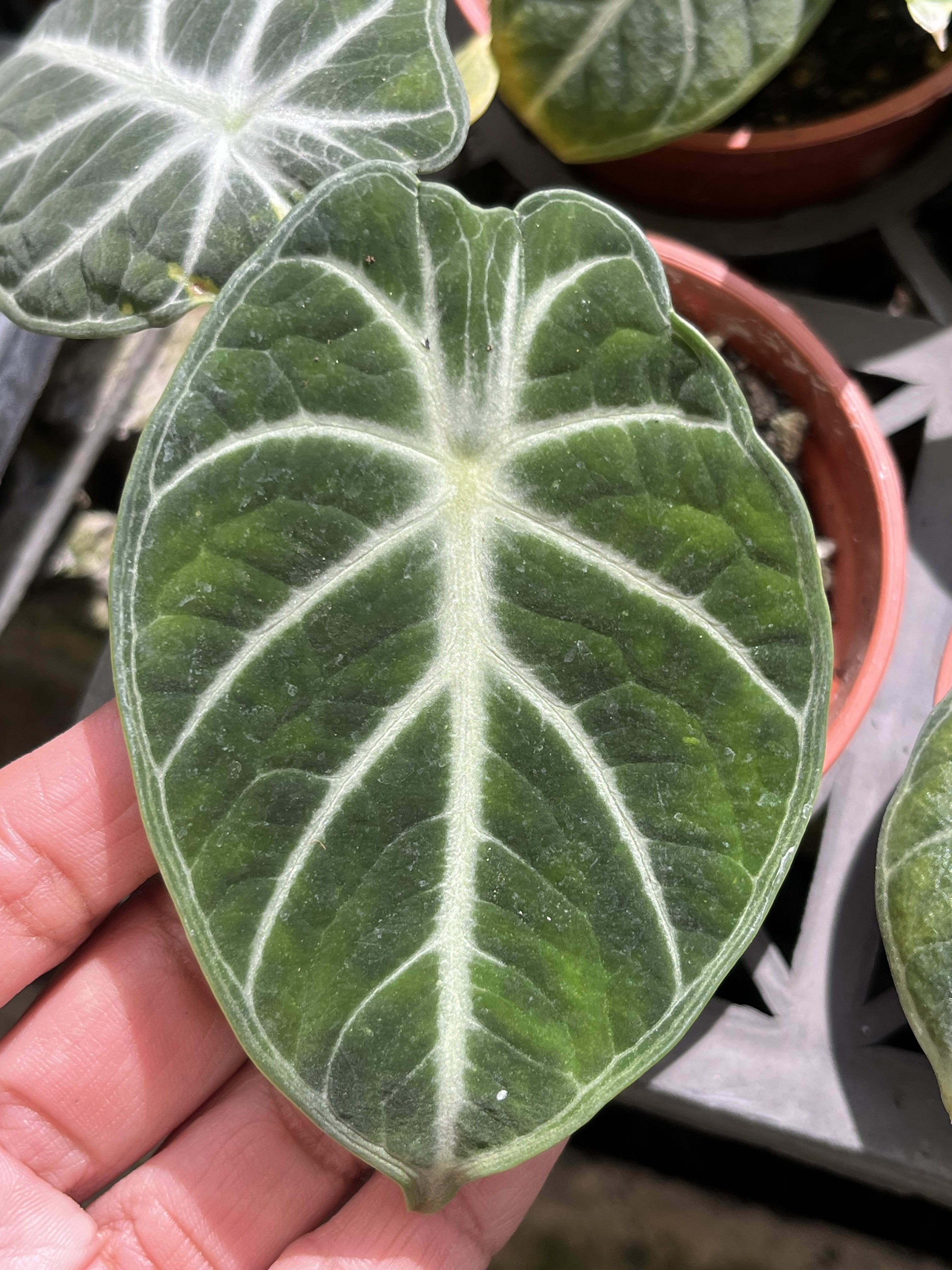 忍者觀音蓮 頂上花藝