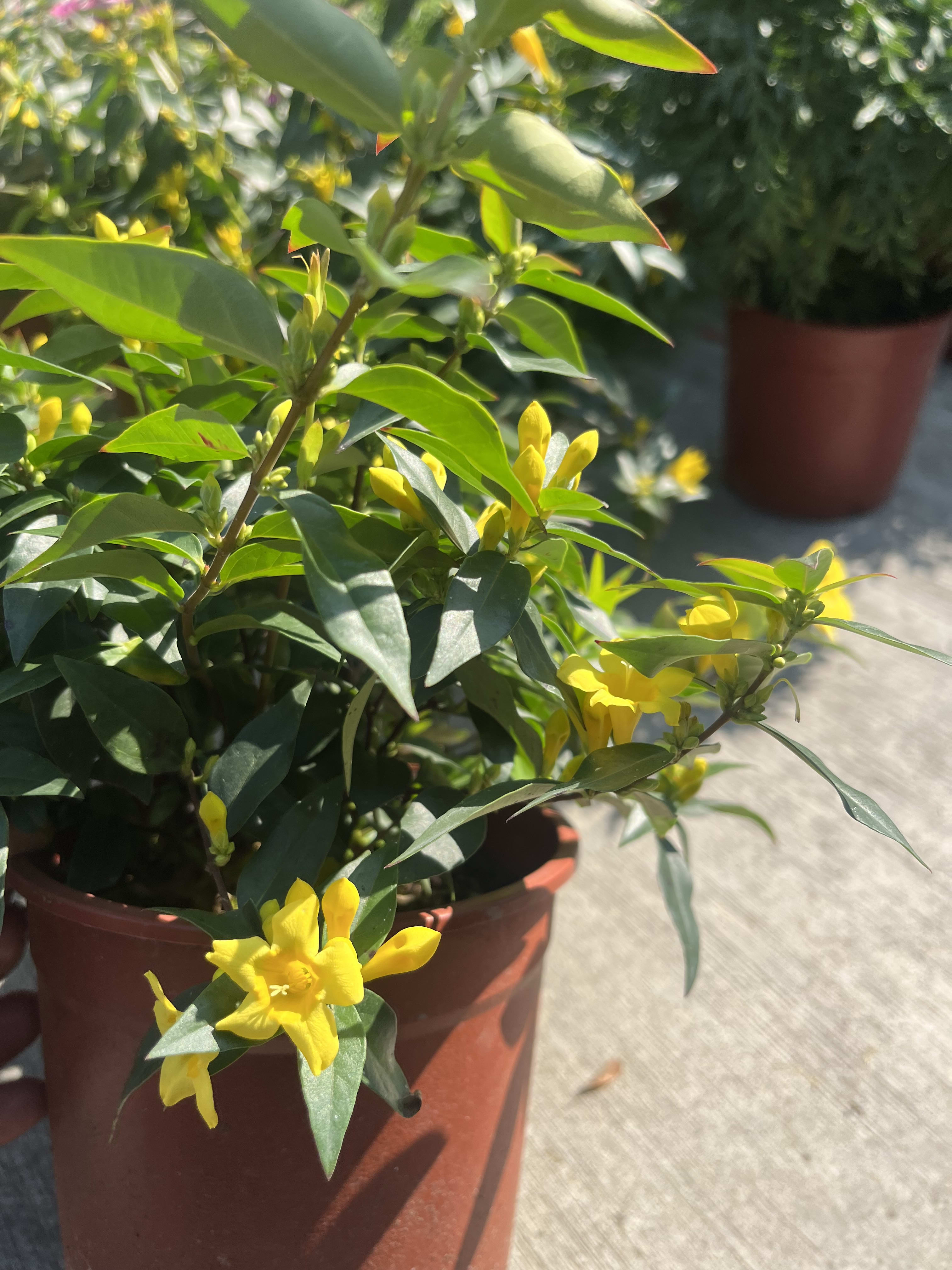 卡羅萊納茉莉 頂上花藝