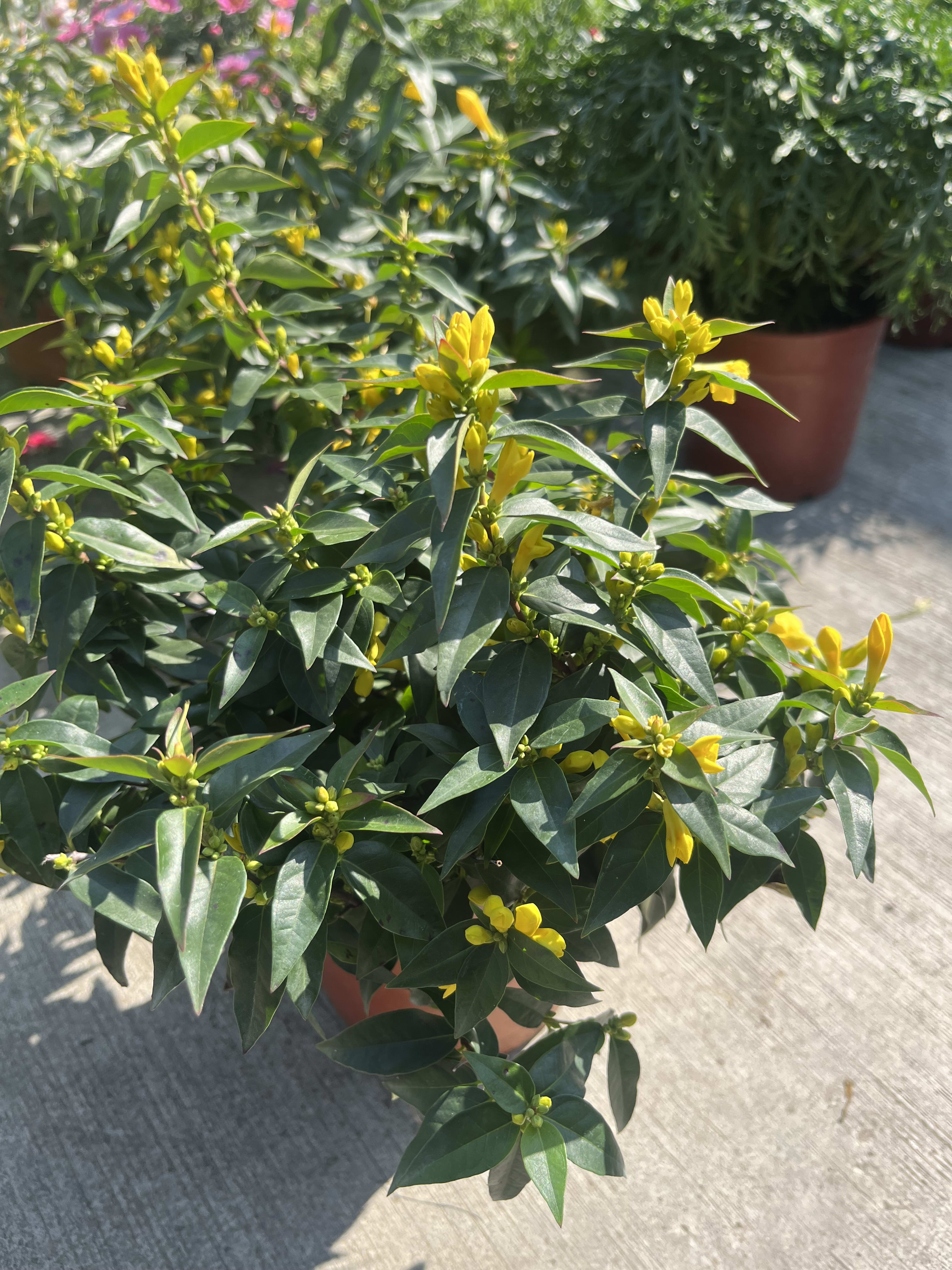 卡羅萊納茉莉 5吋盆