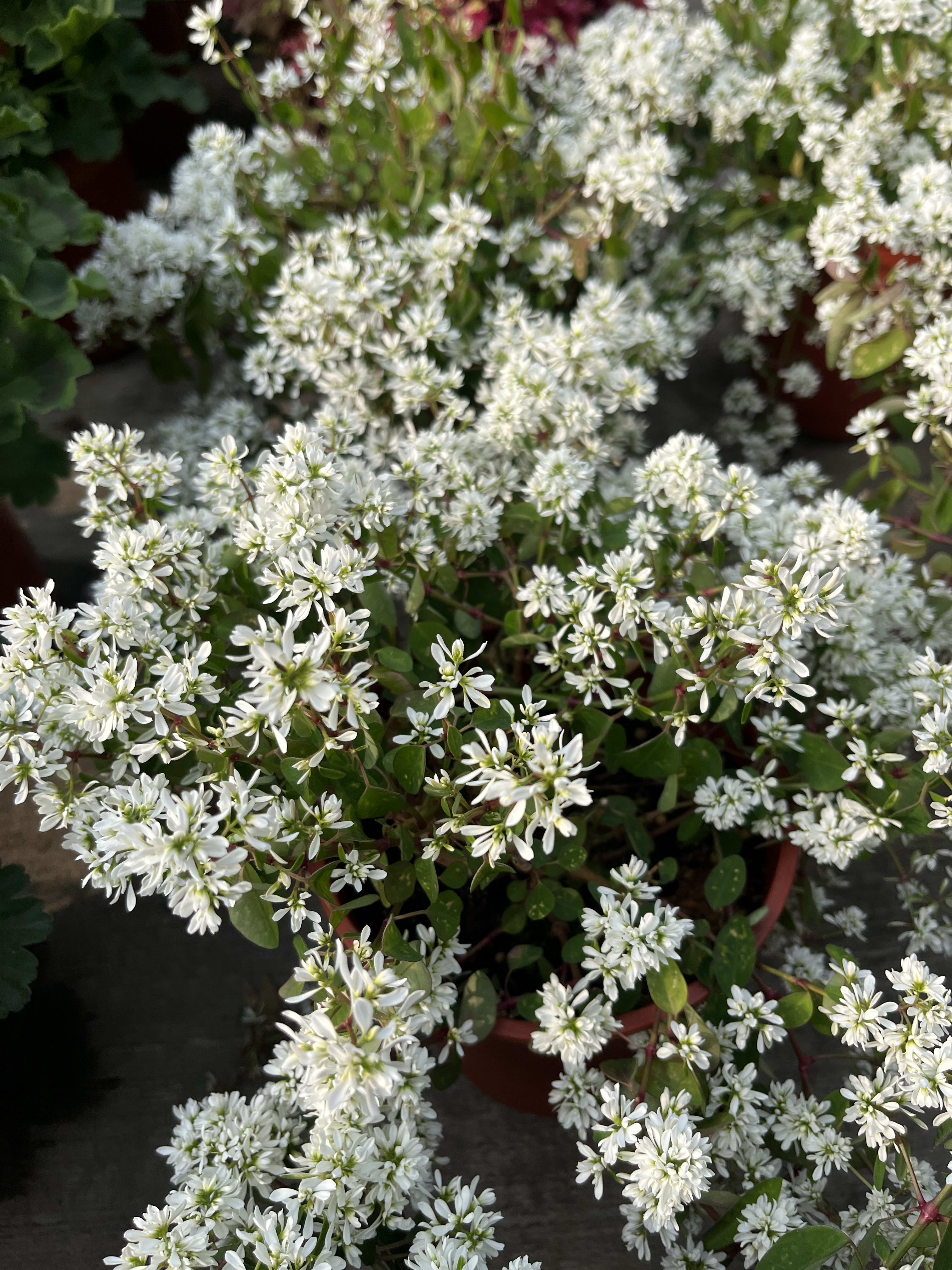 白雪公主 5吋盆