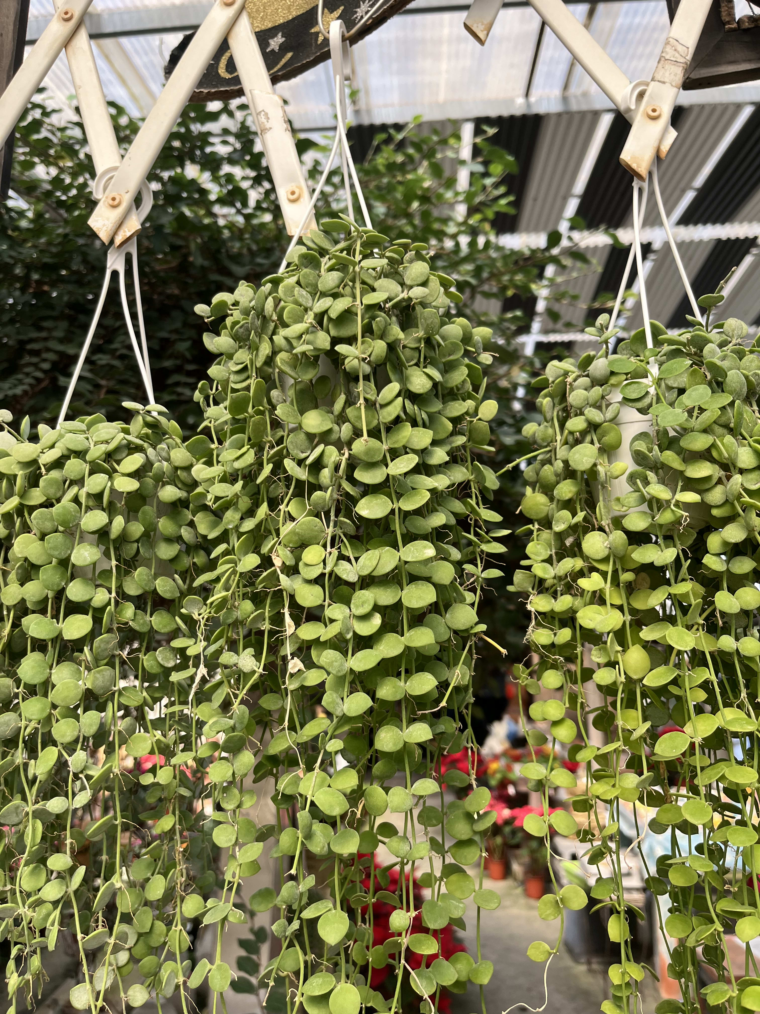 串錢藤 頂上花藝