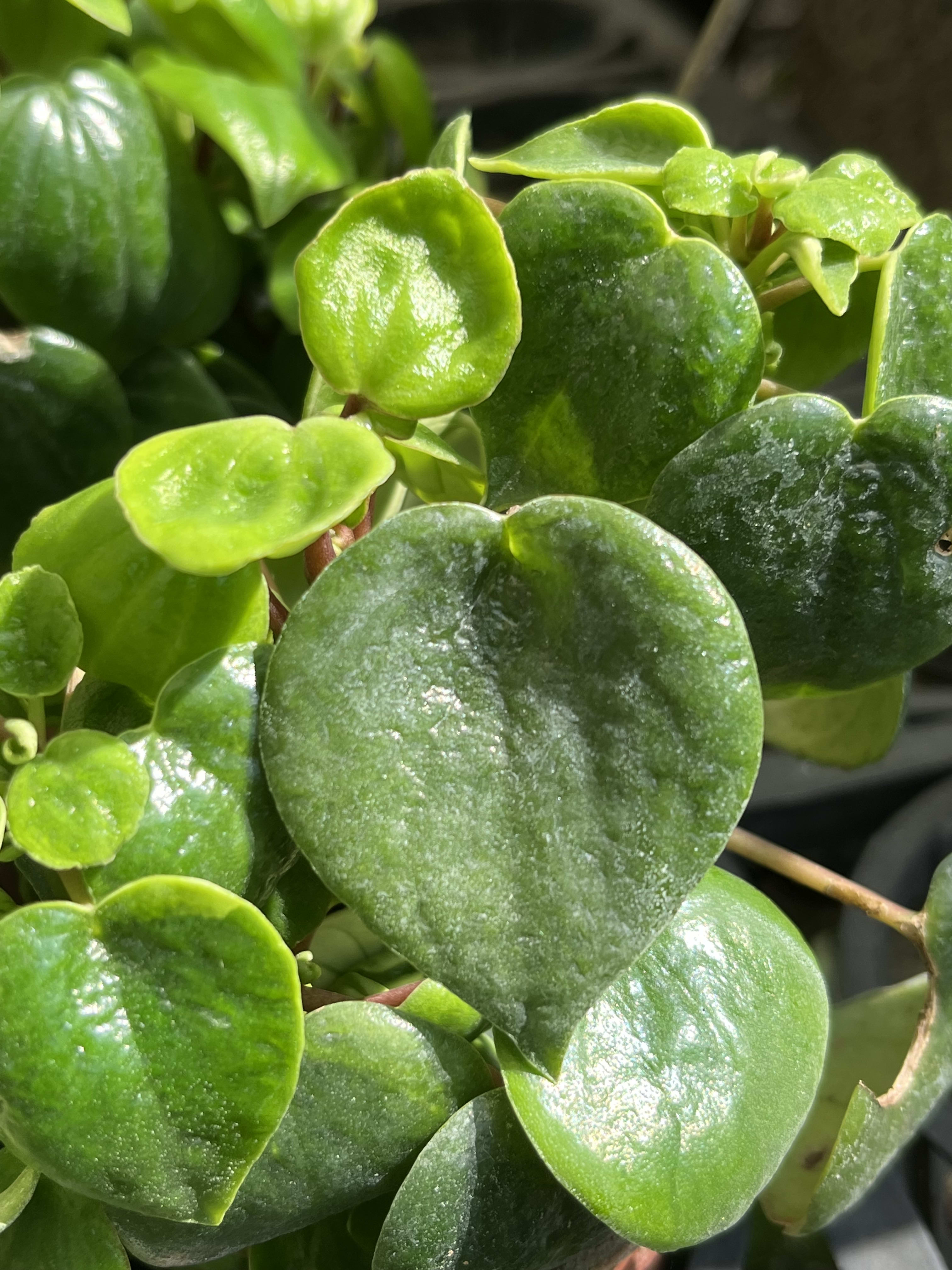 心願椒草 頂上花藝