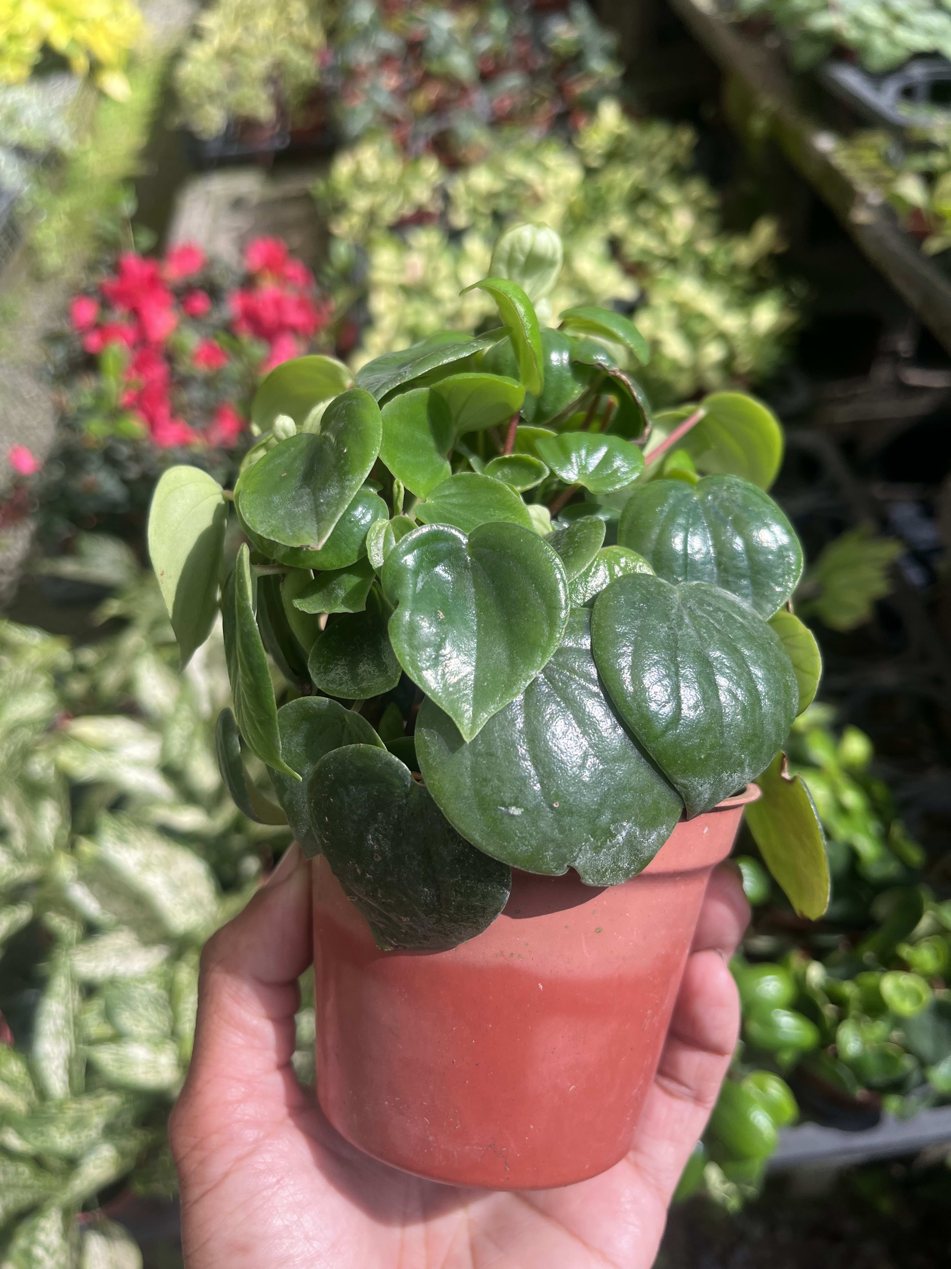 心願椒草 3吋盆