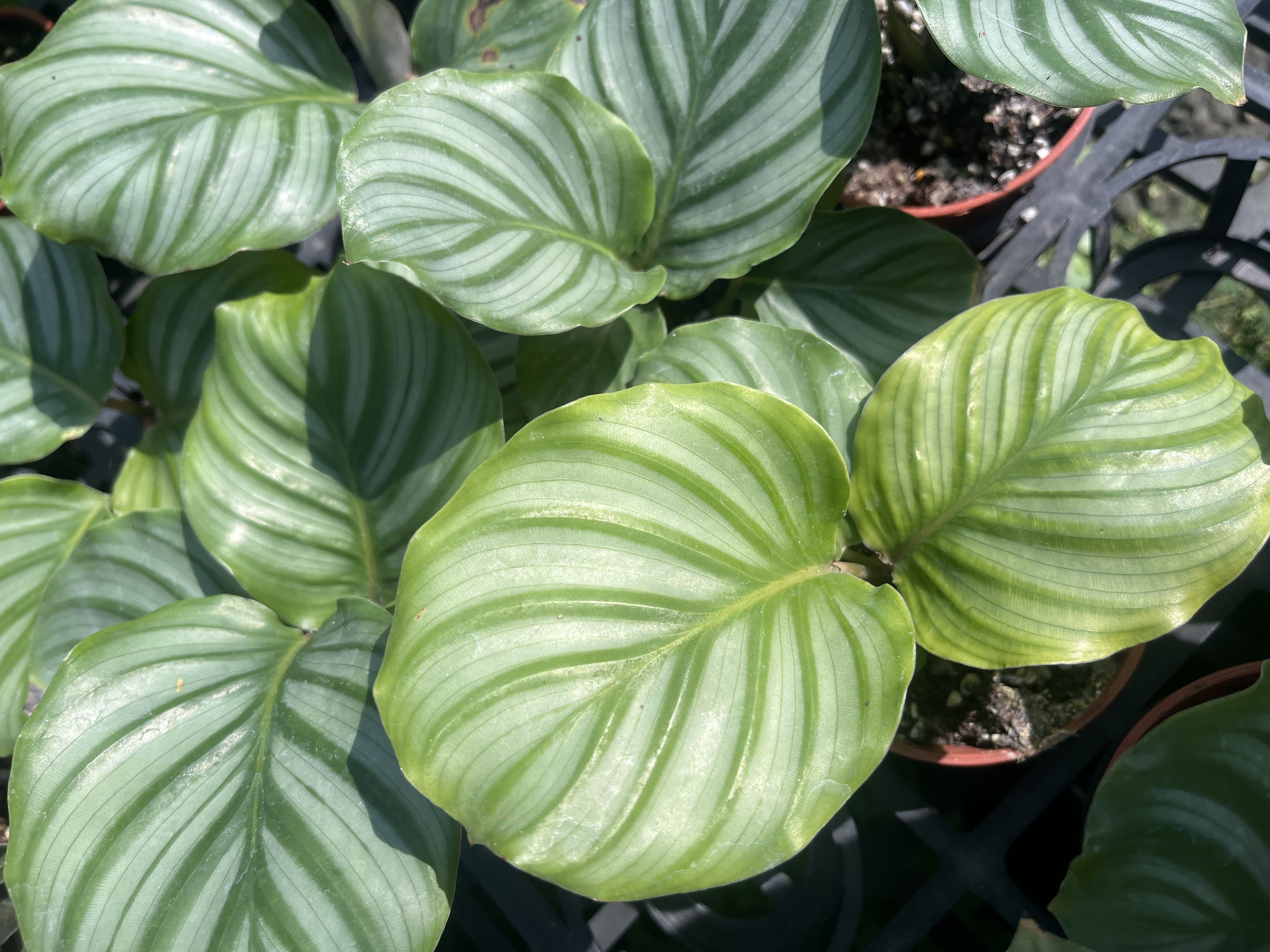 青蘋果竹芋 頂上花藝