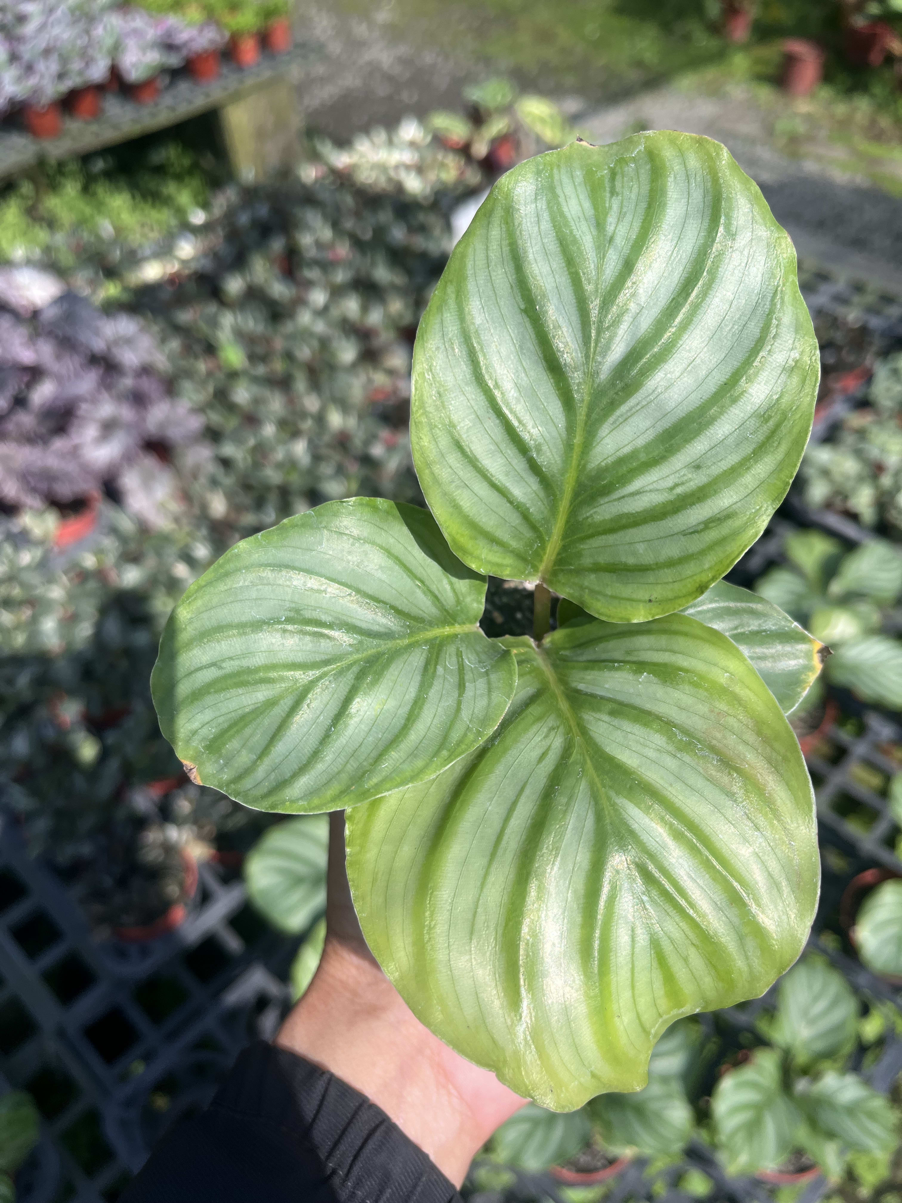 青蘋果竹芋 3吋盆