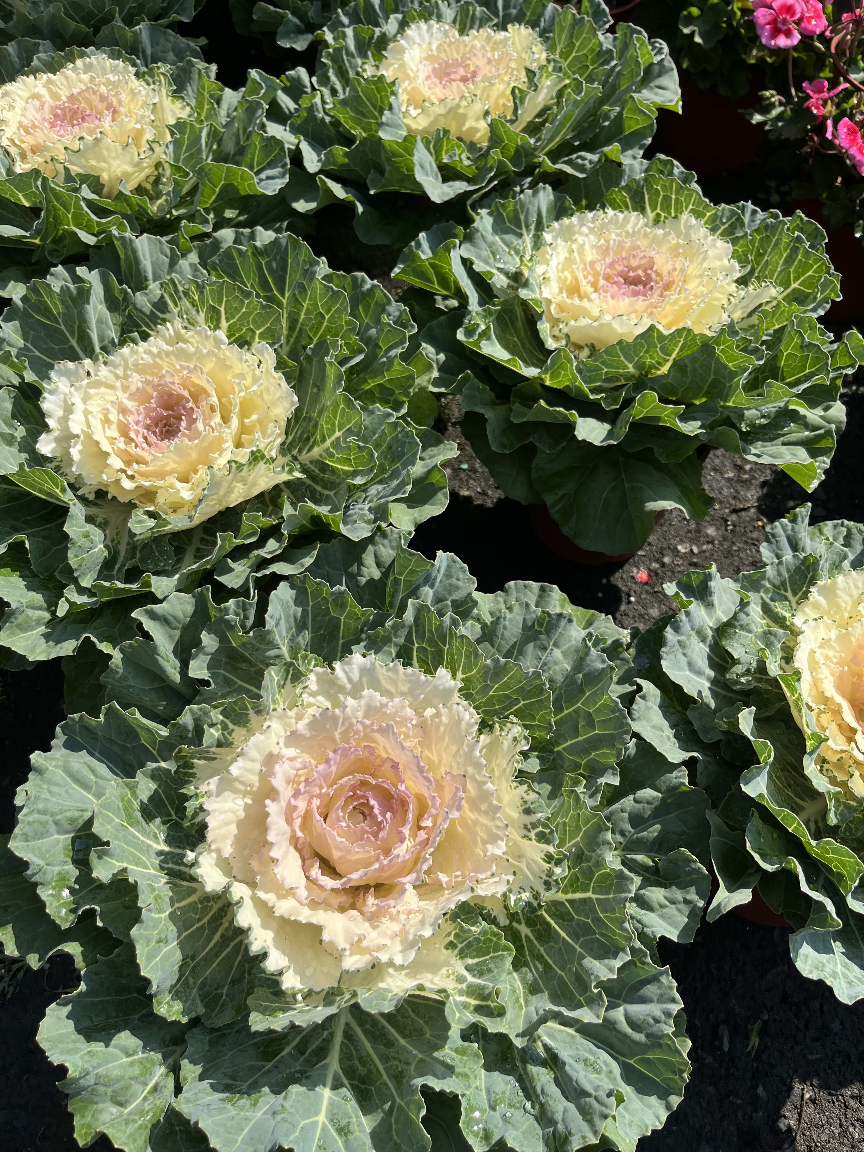 葉牡丹 頂上花藝