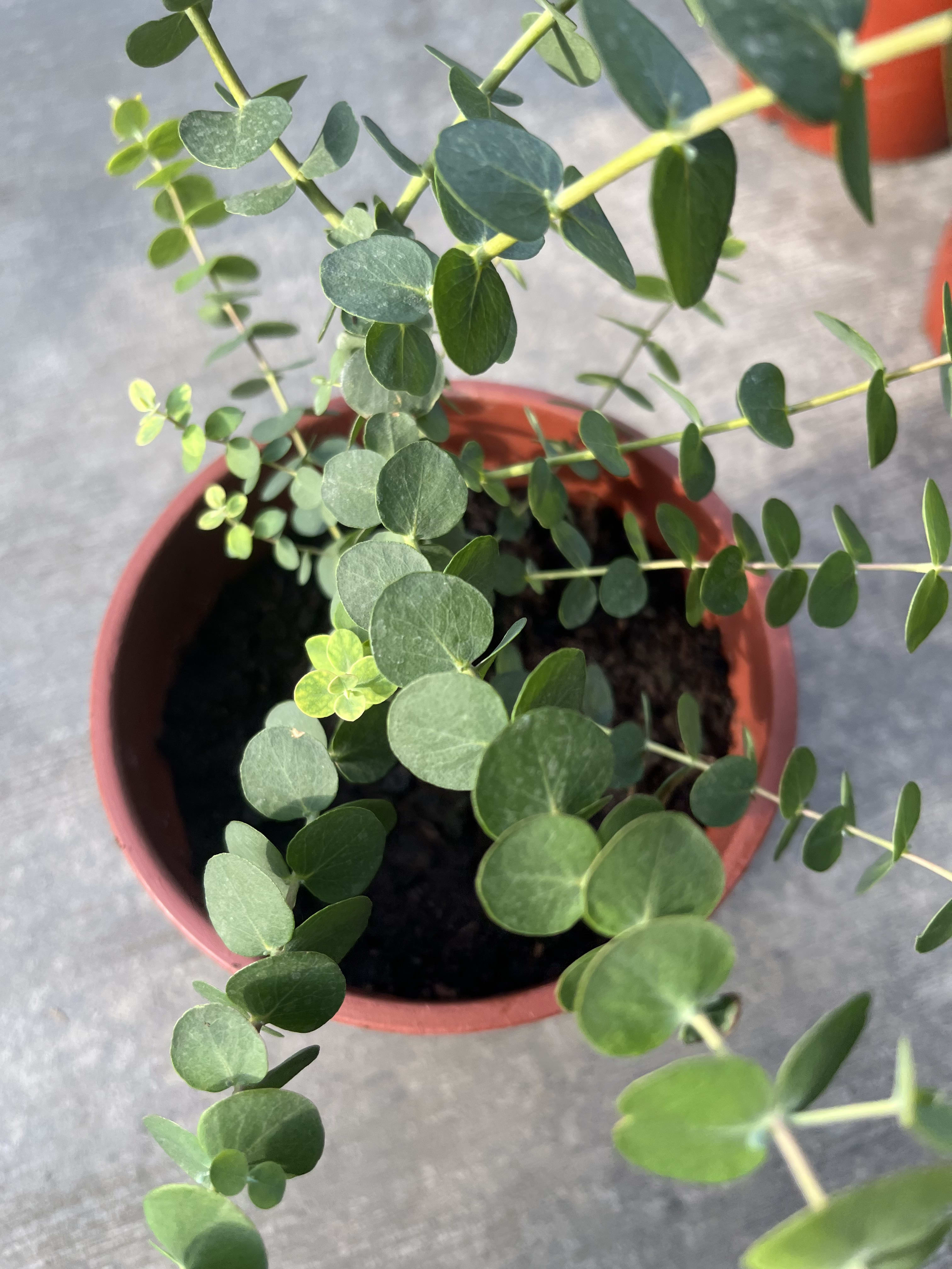 藍寶貝尤加利 頂上花藝