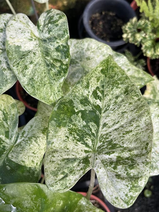 松染觀音蓮 頂上花藝