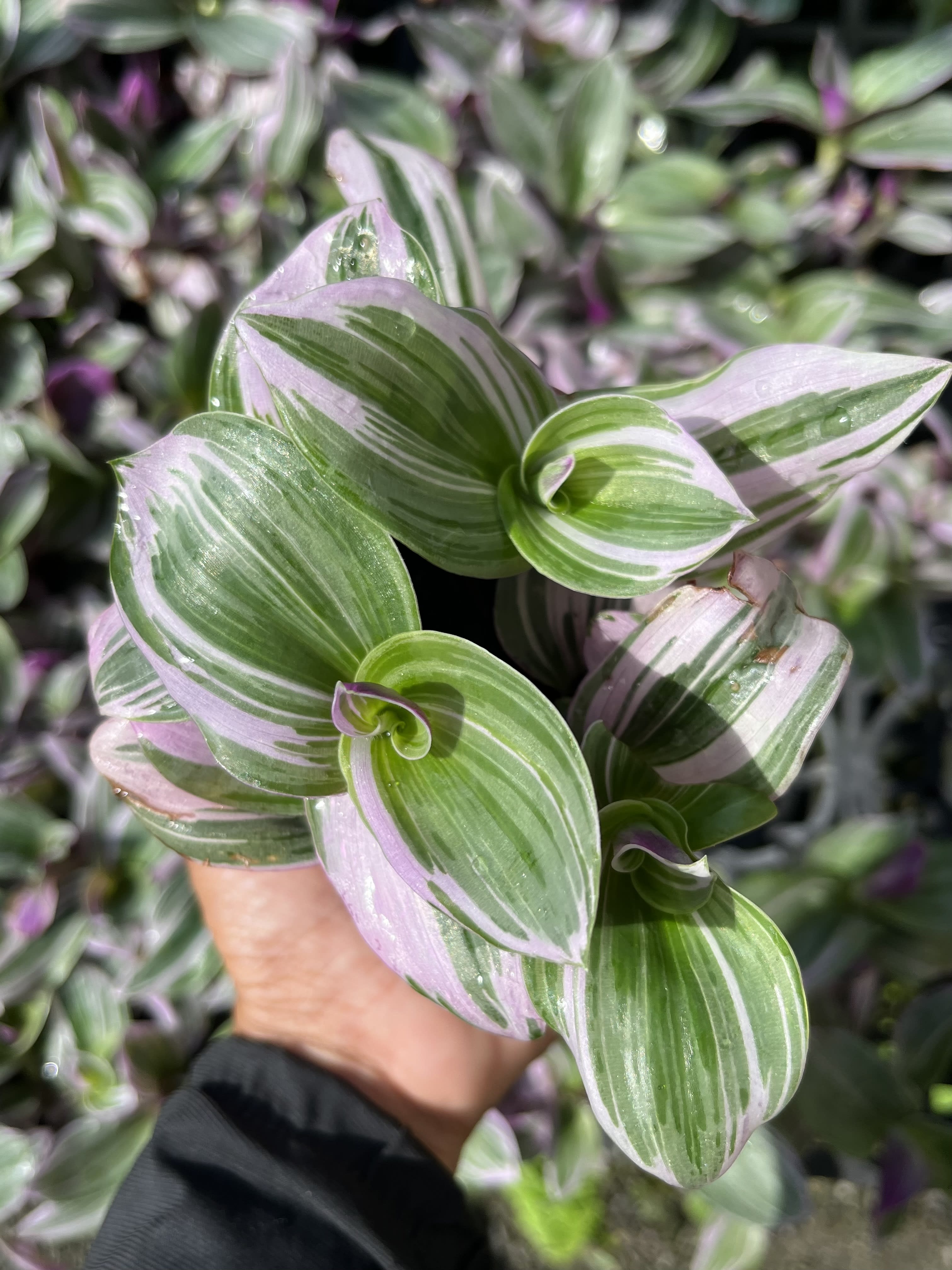 油畫婚禮 3吋盆