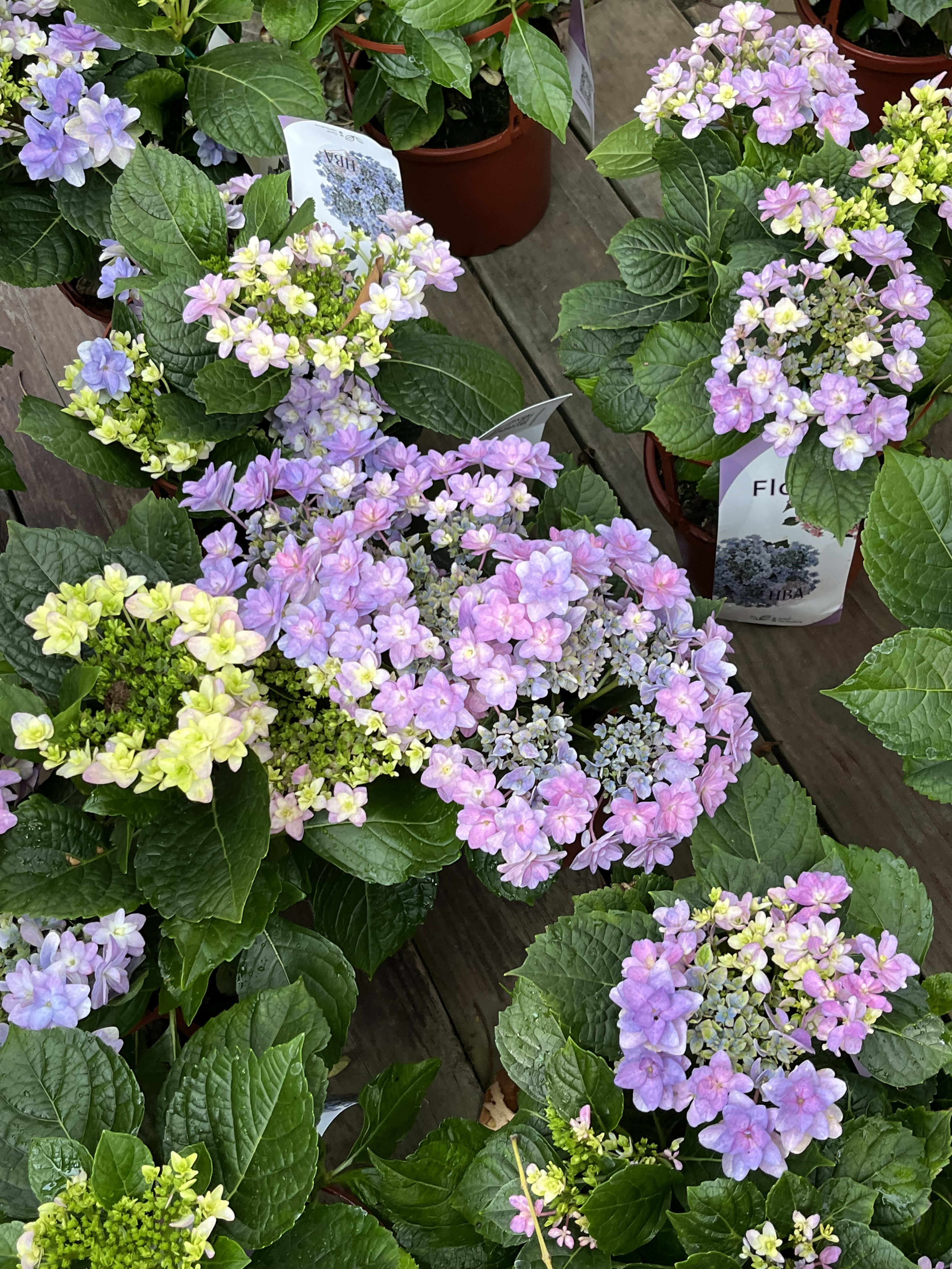 Floria 繡球花(谷得園藝 出品) 頂上花藝