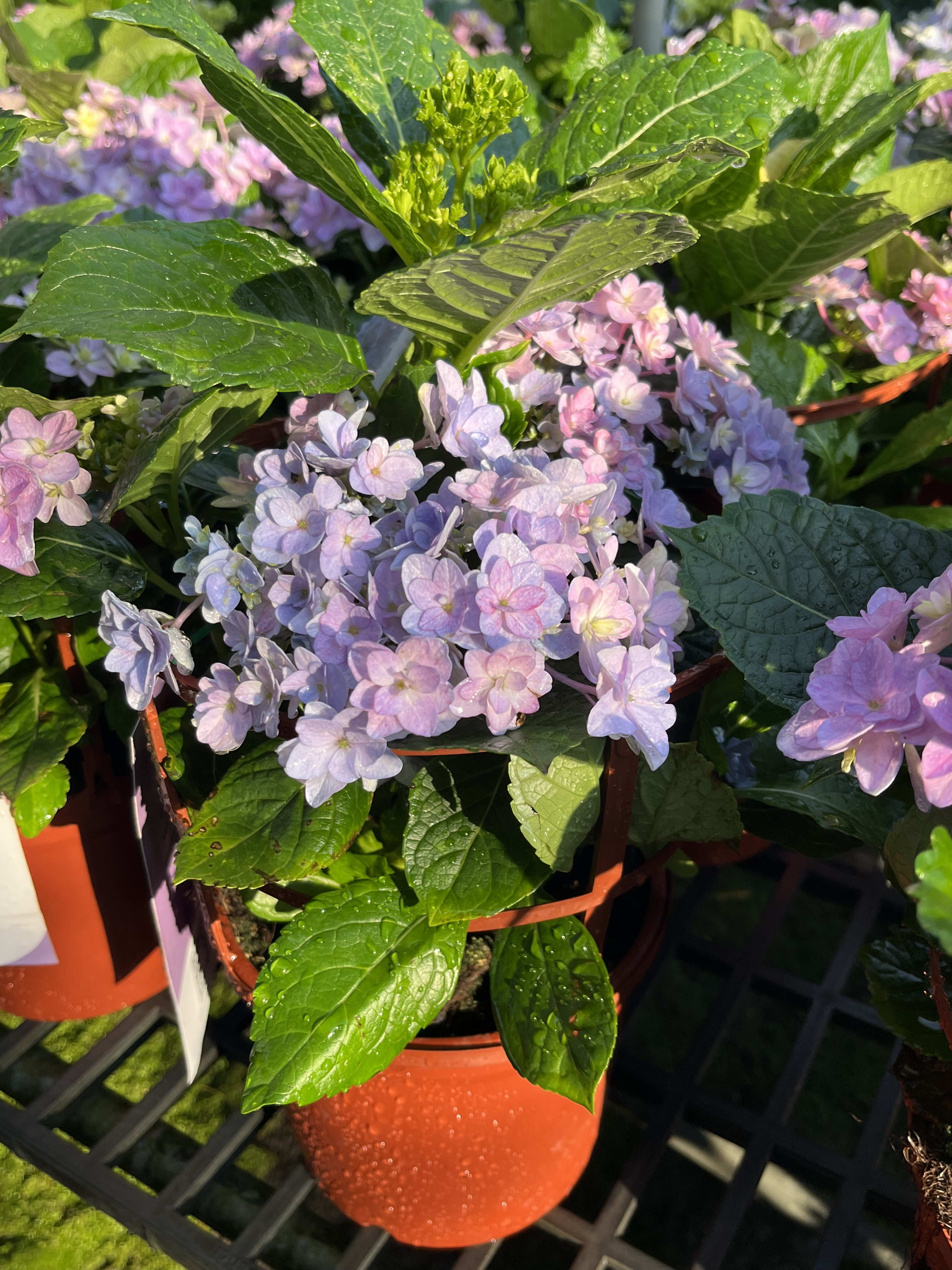 Floria 繡球花(谷得園藝 出品) 6吋盆