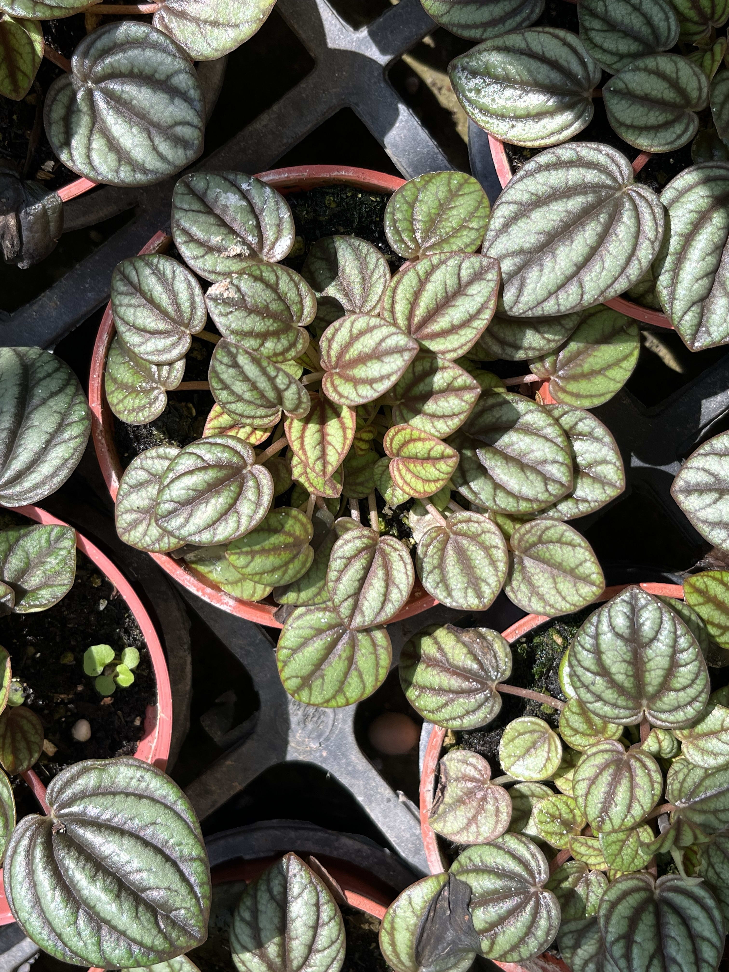 小孔雀椒草 頂上花藝