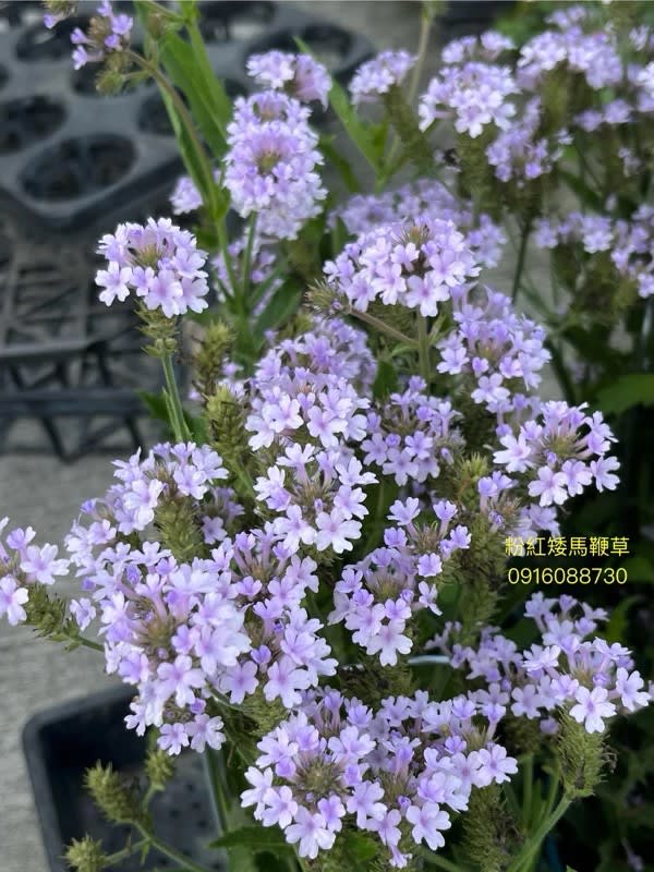 粉紅矮馬鞭草 頂上花藝