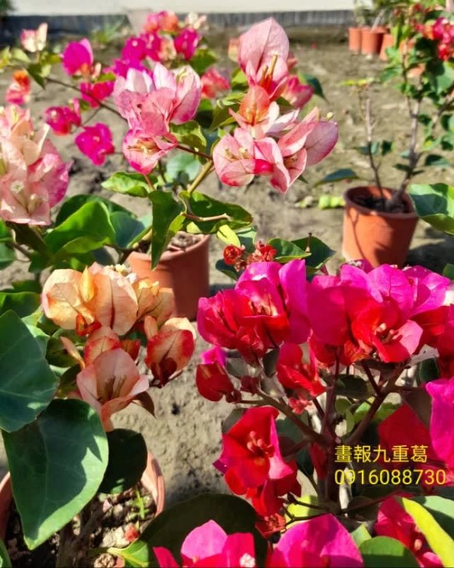 印度畫報 頂上花藝