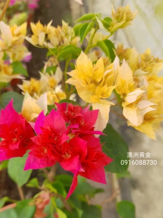 澳洲黃金 頂上花藝