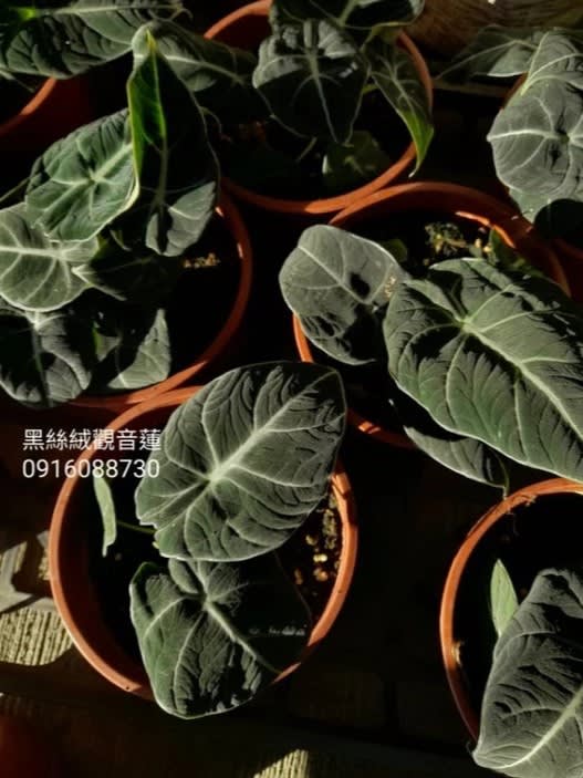 黑絲絨觀音蓮 頂上花藝