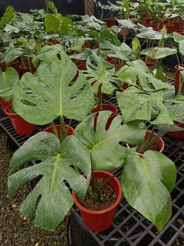 龜背芋 頂上花藝