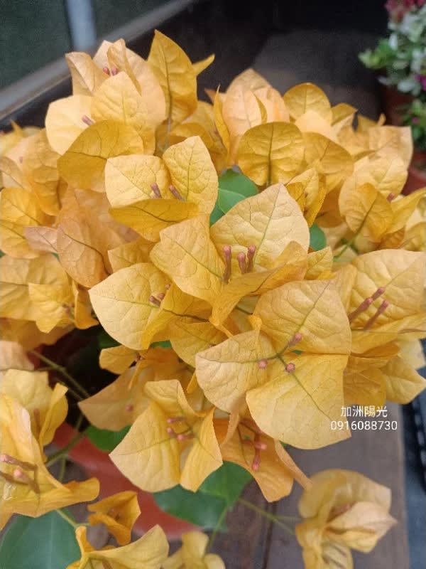 加洲陽光 頂上花藝